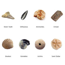 Load image into Gallery viewer, [Ready Stock] Mining Kit - Fossils

